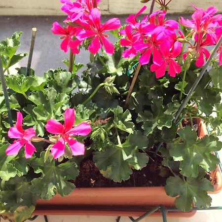 Hotel Villa Cinzia Villanova Mondovi ห้อง รูปภาพ