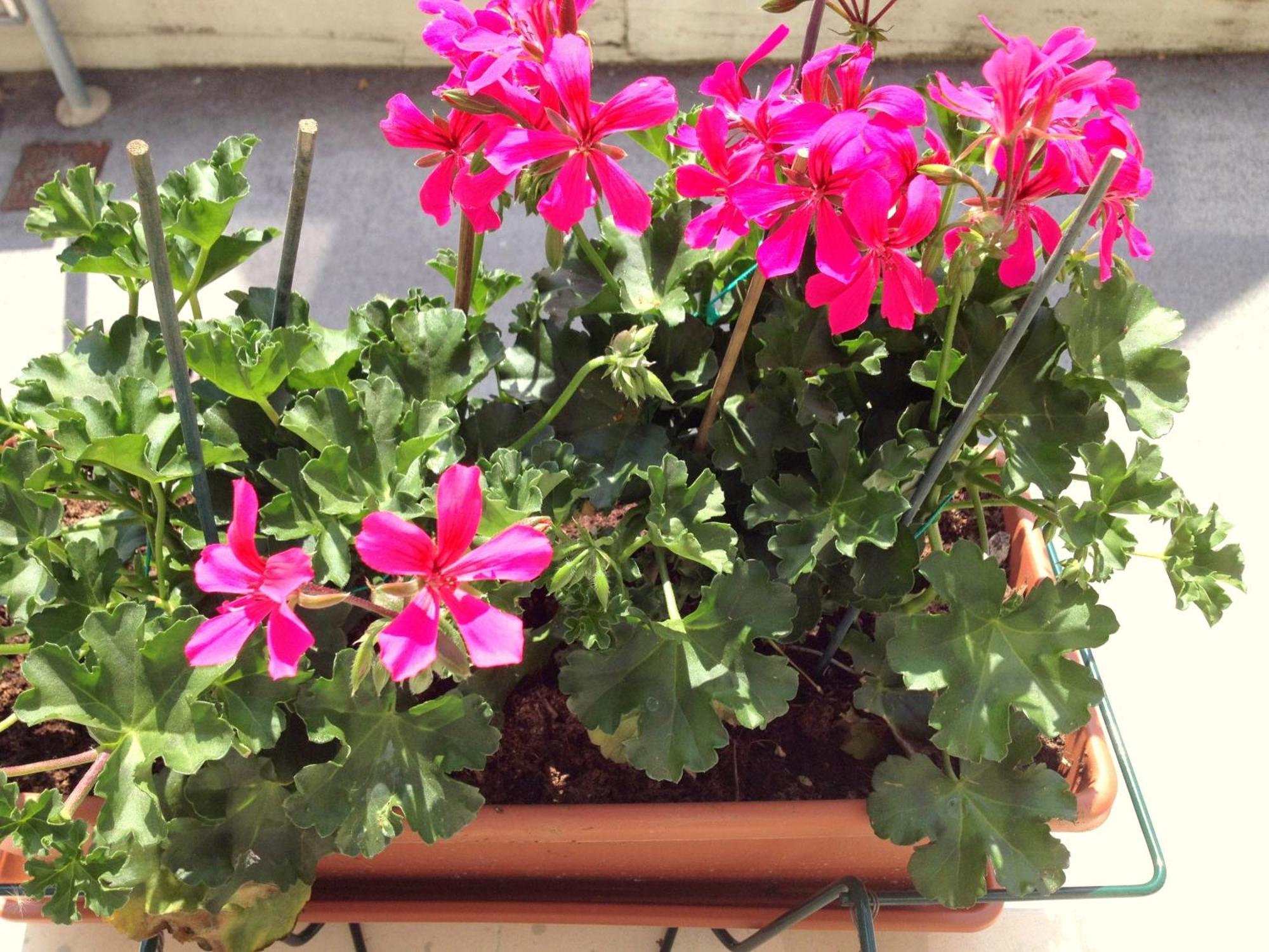 Hotel Villa Cinzia Villanova Mondovi ห้อง รูปภาพ